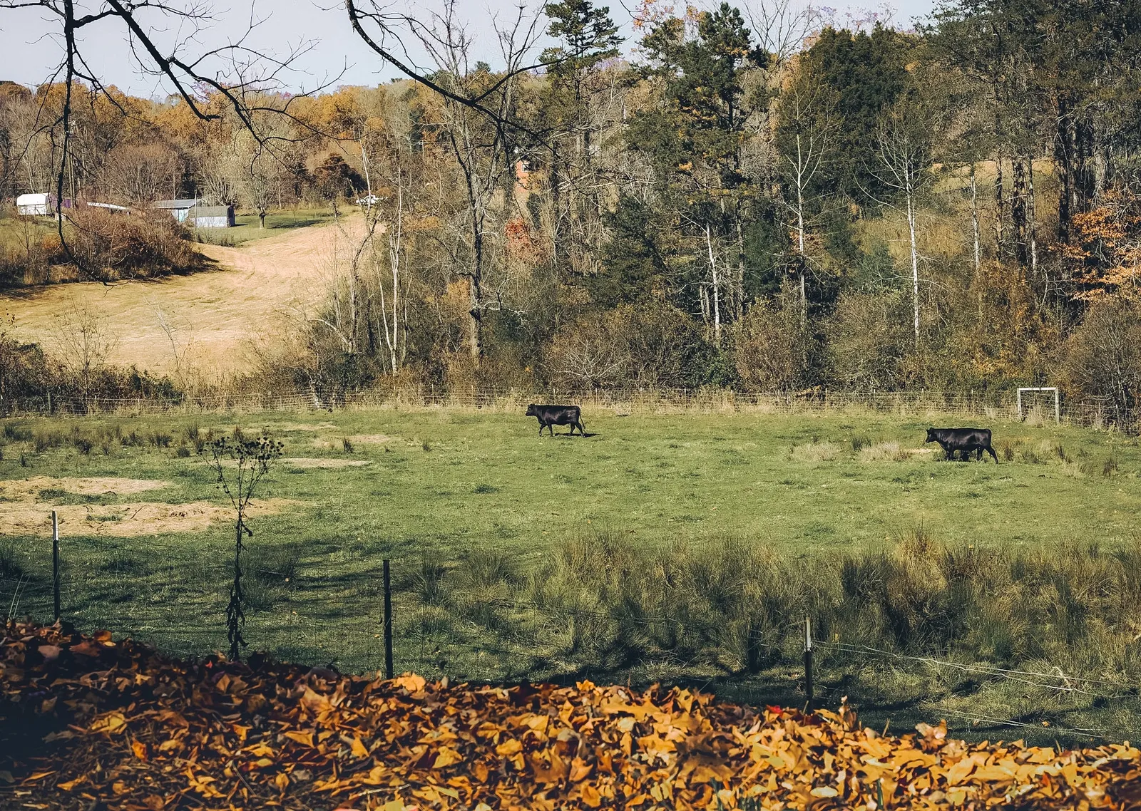 Landscape by Shawn Keding